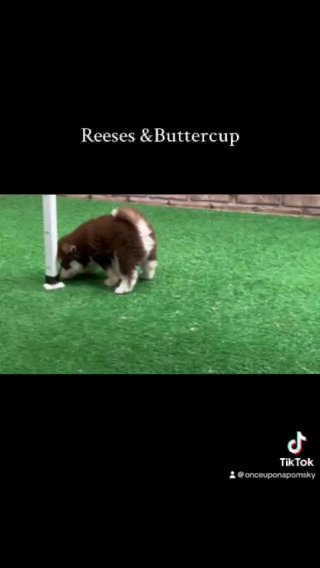 Reeses in Dublin, Georgia