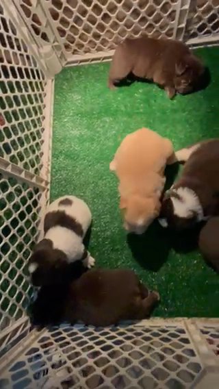 Fluffy Frenchies in Miami, Florida