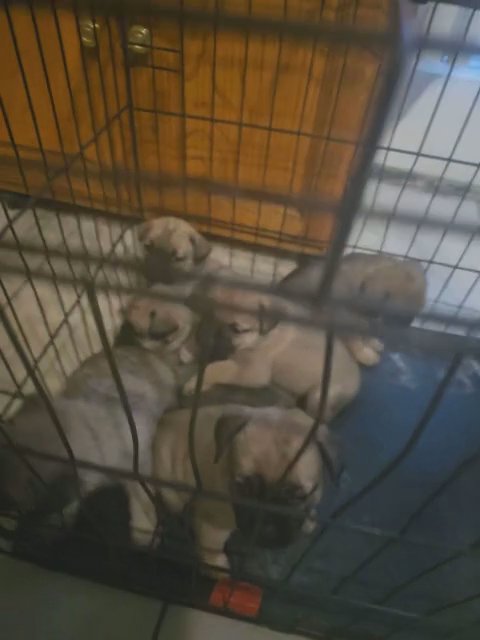 puppies in Las Vegas, Nevada