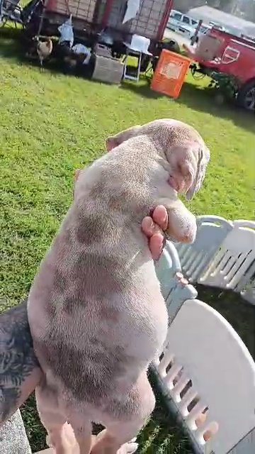 xl American bullys in Roanoke, Virginia