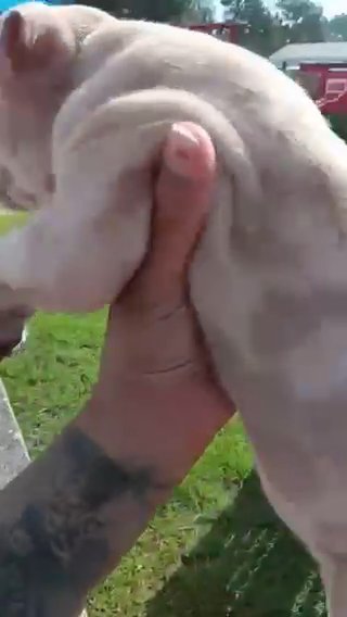 XL American Bully Merle in Florence, South Carolina