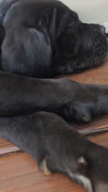 AKC Males in Atlanta, Georgia