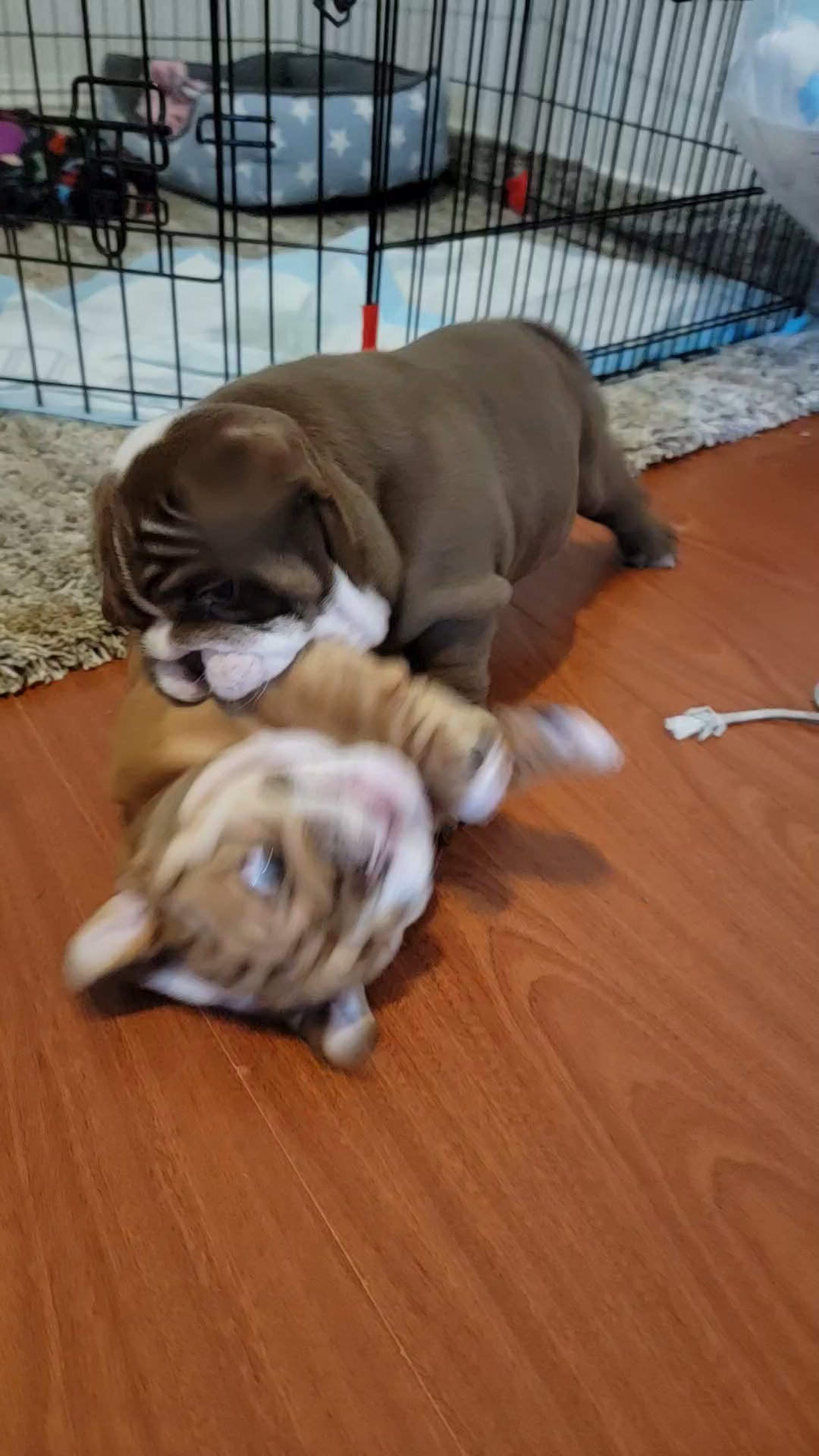 English bulldog BOY in Los Angeles, California
