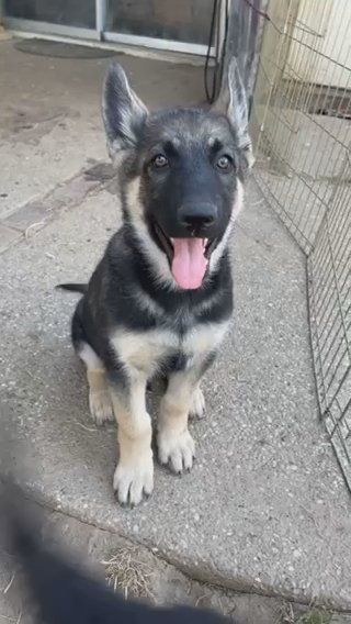 German Shepherd Puppy in Sacramento, California