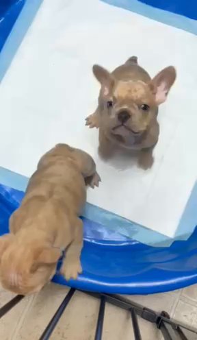 Frenchbulldog Lilac Merle in Moreno Valley, California