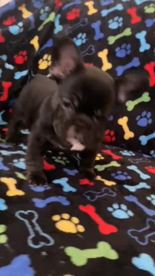 11 Week Female Frenchie (fluffy carrier) in Victorville, California