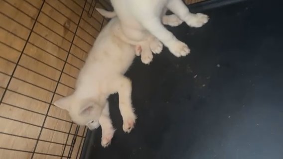 Looking For A Forever Home!! in Athens, Georgia