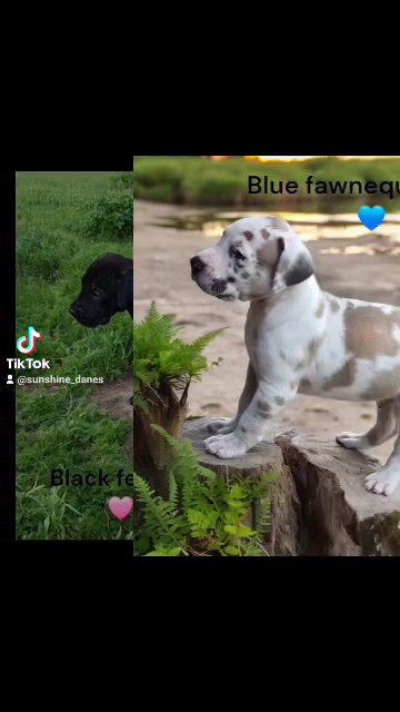 great dane puppies in North Lauderdale, Florida