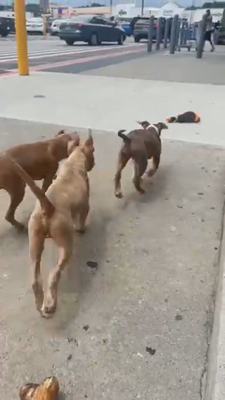 Pitbull Puppies in Covington, Georgia