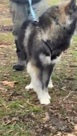 Baine- AKC Siberian Husky in Macomb, Illinois