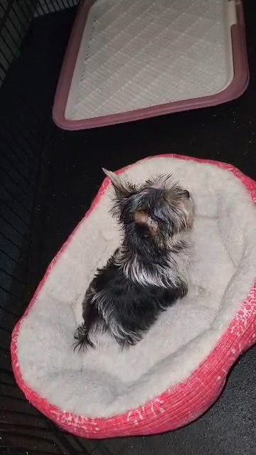 teacup yorkie in Aiken, South Carolina