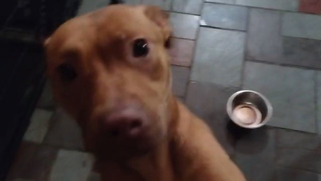 Georgi red nose pit bull in St. Marys, Pennsylvania
