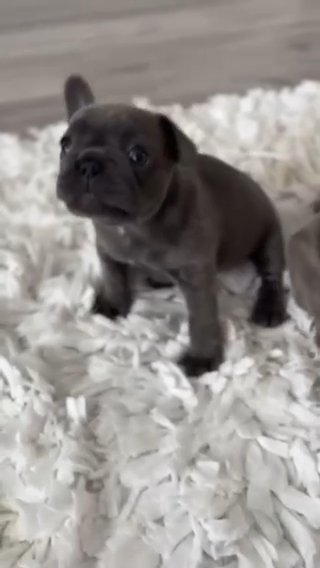 ***SOLD*** Avocado Blue Brindle in Houston, Texas
