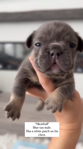 *** SOLD*** Meatball Blue & tan in Houston, Texas