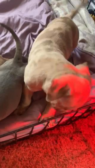 American Bully Pups in Florence, South Carolina