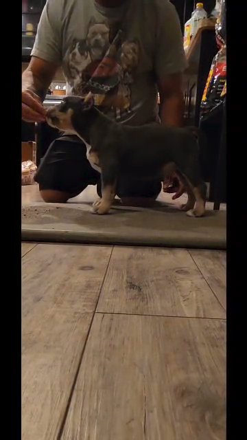 Blue Tri American Bully Male (Wine Collar) in Middleburg, Florida
