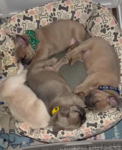 AKC FRENCHIE PUPPIES 5 Weeks Old in Oklahoma City, Oklahoma