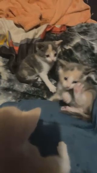 5 Kittens in Newton, North Carolina
