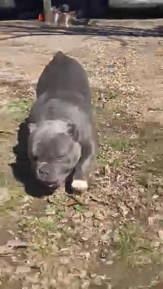 Male American Micro Bully in Murfreesboro, Tennessee