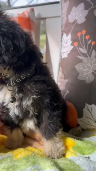 Toy Pyredoodle Male Puppy Half Price Sale in Crossville, Tennessee