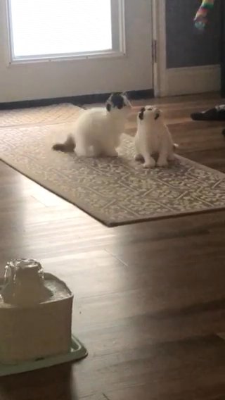 Scottish Fold Kittens in New Iberia, Louisiana