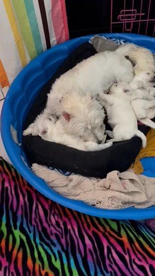 Rare PureBred WestHighland Terrier Puppies in Olathe, Kansas