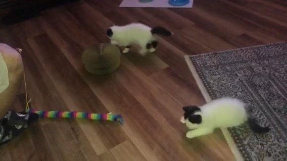 Scottish Folds in New Iberia, Louisiana