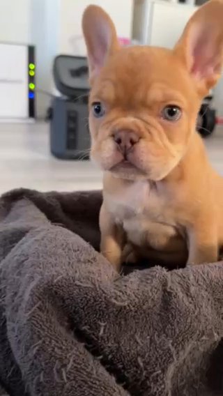 Pringle Rojo Fawn Merle in Houston, Texas