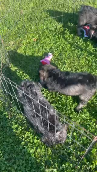 Giant schnauers Puppies! in Mountain Home, Arkansas