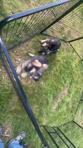 Giant Schnauzers! Females! in Mountain Home, Arkansas