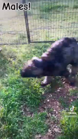 Giant Schnauzers! in Mountain Home, Arkansas