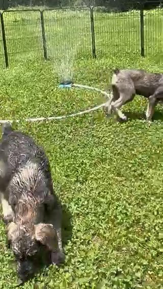 Female Giant Schnauzer’s ! in Mountain Home, Arkansas