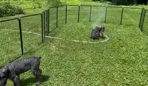 Male Giant schnauzers ! in Mountain Home, Arkansas