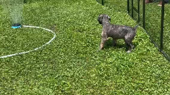 Female Giant Schnauzer’s ! in Mountain Home, Arkansas