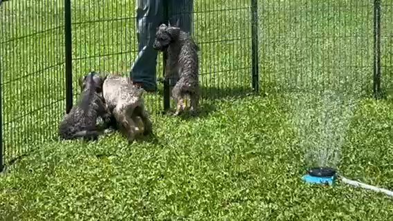 Male Giant Schnauzer’s ! in Mountain Home, Arkansas