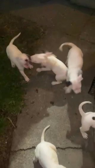 DoGo Argentino Puppies in Chicago, Illinois