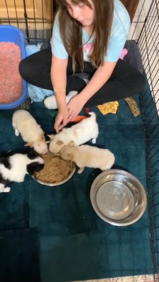 Chihuahua Pups in Salina, Kansas