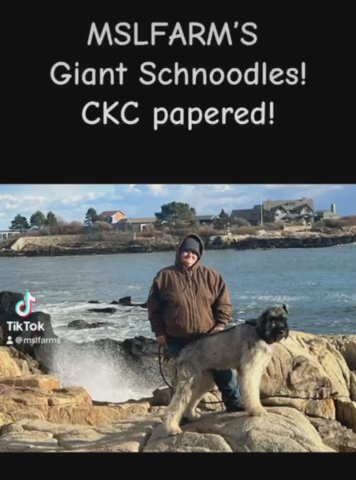 Giant Schnoodles! Papered! in Mountain Home, Arkansas