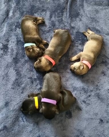 Miniature Schnauzers in Dallas, Texas