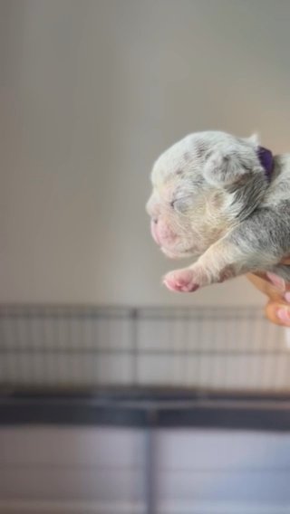 LiLac & Tan Merle in Pittsburgh, Pennsylvania