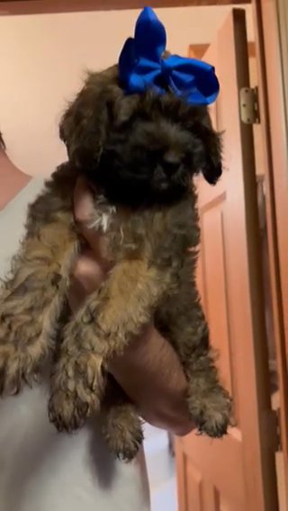 Cockapoo in Cambridge, Maryland