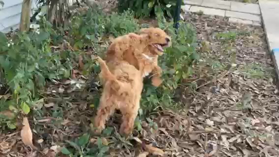 Goldendoodle Puppies in Lakeland, Florida