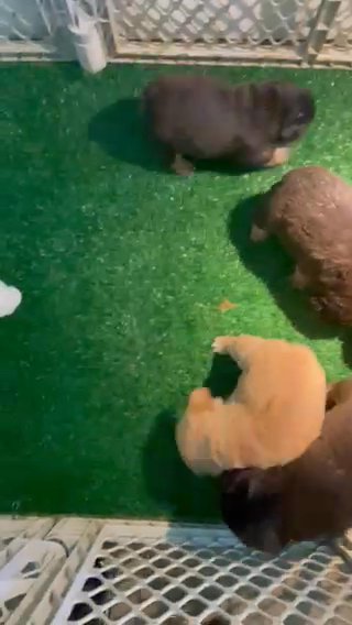 Fluffy French Bulldogs in Miami, Florida