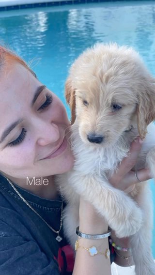 goldendoodles in Miami, Florida
