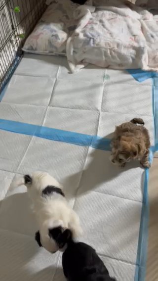 Morkies in Dallas, Texas