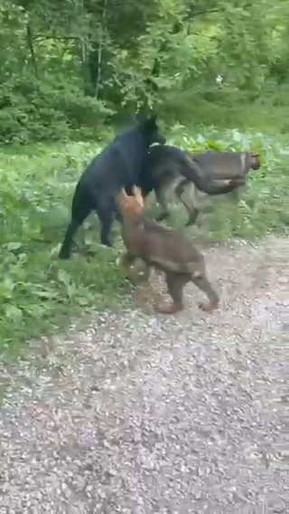 Sable German Shepherds Import Parents in Richmond, Kentucky