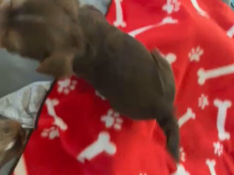 Yorkie Puppies in Redding, California