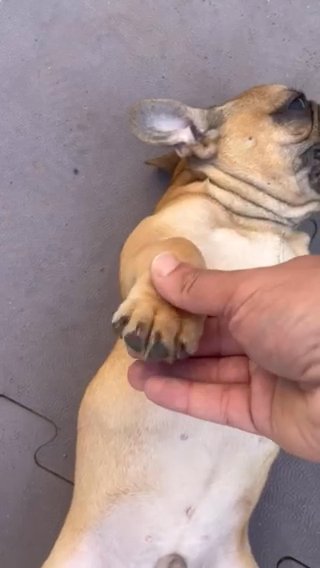 Black Mask Fawn French Bulldog in Boston, Massachusetts