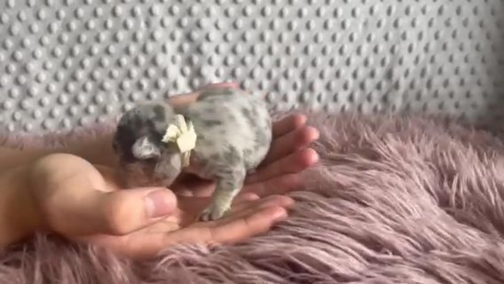 Akc Blue fawn in Dallas, Texas