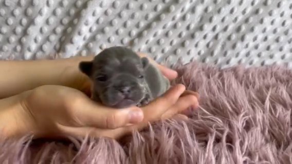 Akc Blue And Tan Female in Dallas, Texas